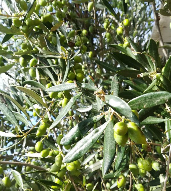 Die Oliven, welche für die Produktion des Agoureleo-Öls verwendet werden.
